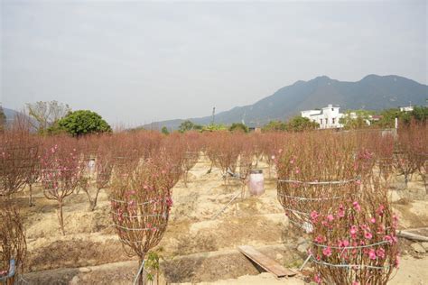 桃花種植風水